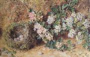 Chaffinch Nest and  May Blossom (mk46) William henry hunt